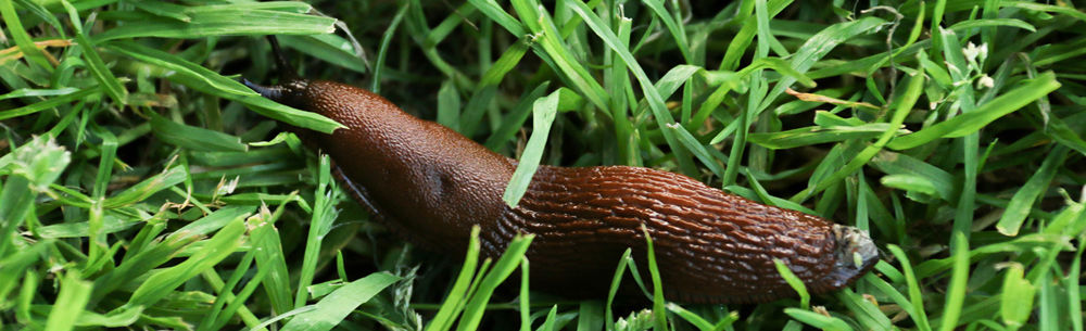 Sådan slipper du af med dræbersnegle i haven